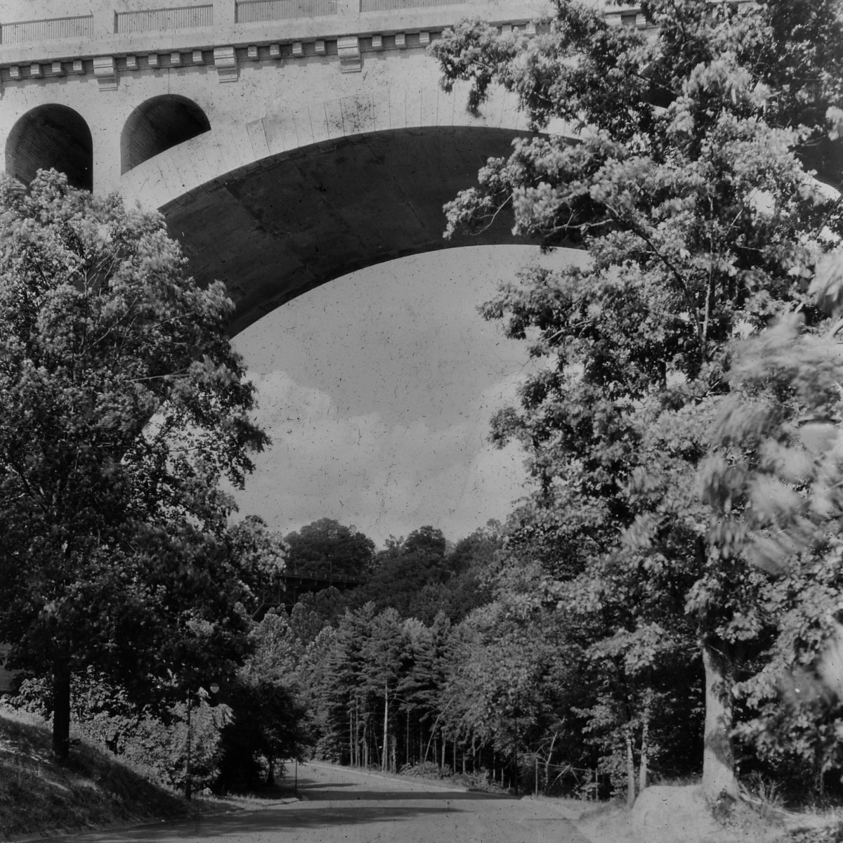 Road going underneath a bridge surrounded by trees